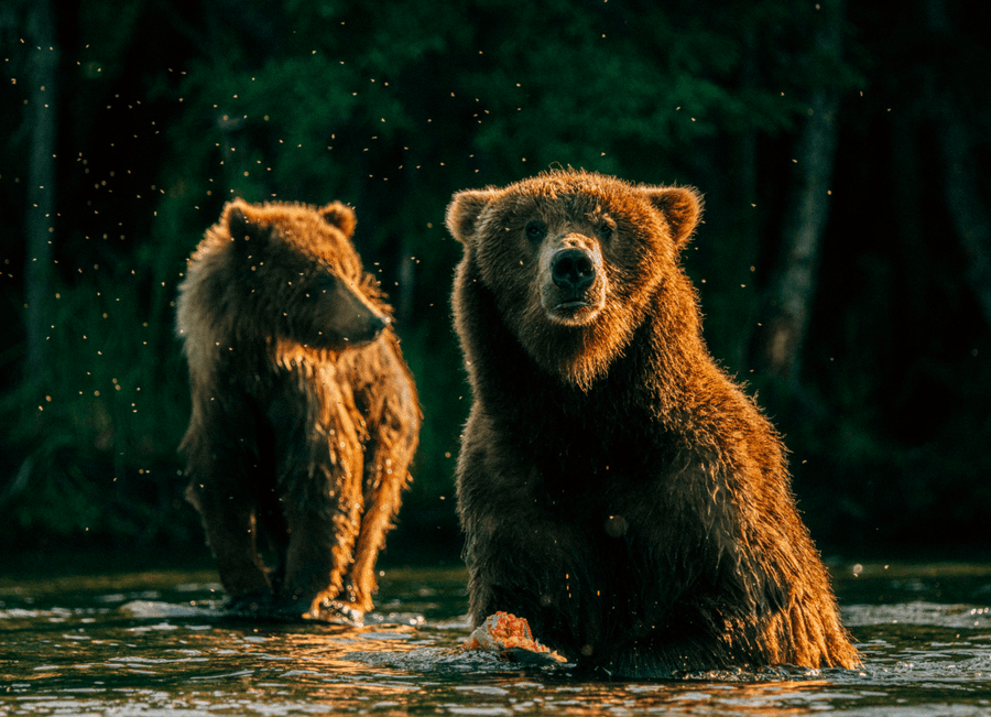 Bears fishing in river