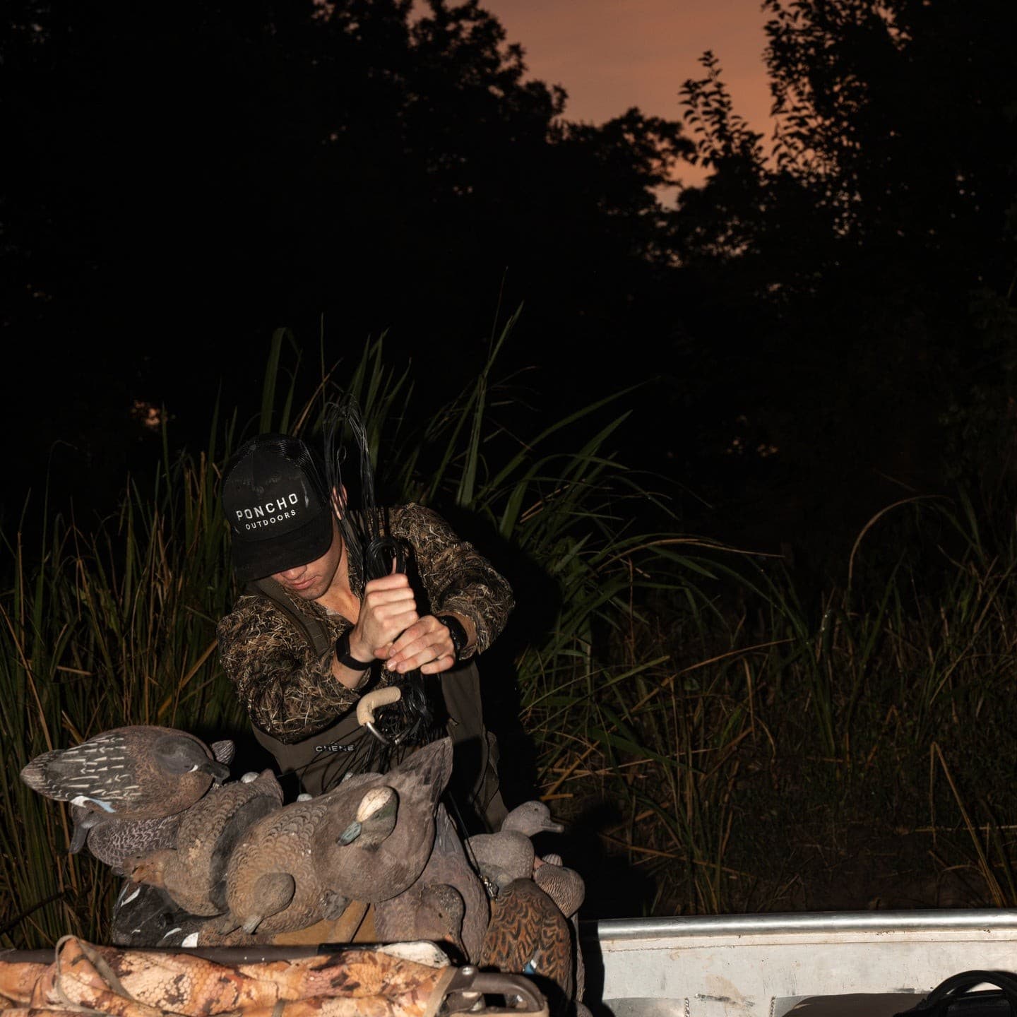The Banded Duck